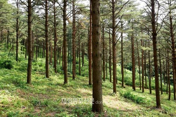 삼봉산 금강소나무숲 (사진 산림청)