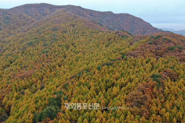 경상북도 봉화군 춘양면 우구치리 일대 낙엽송숲 (사진 산림청)