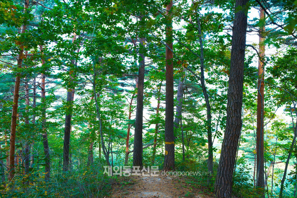 산림청이 5월의 추천 국유림 명품숲으로 선정한 청옥산의 금강소나무 (사진 산림청)