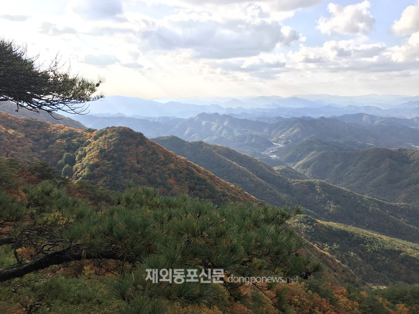 강원도 영월 태화산 경관숲 (사진 산림청)