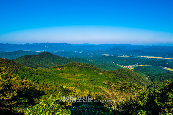 고창 문수산 편백나무 숲 원경 (사진 산림청)