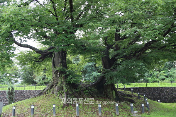 음성연리근느티나무 (사진 산림청)