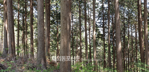 고창 문수산 편백숲 (사진 산림청)