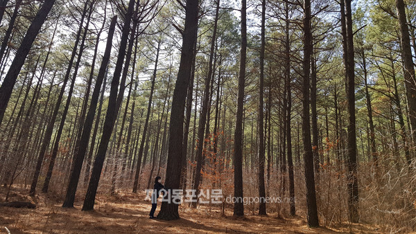 대전 리기테다소나무 우량 숲 (사진 산림청)