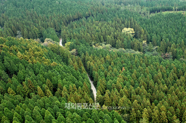 장성 축령산 편백 숲 (사진 산림청)