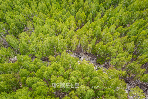 경북 영양군 수비면 죽파리 검마산에 있는 자작나무 숲 (사진 산림청)