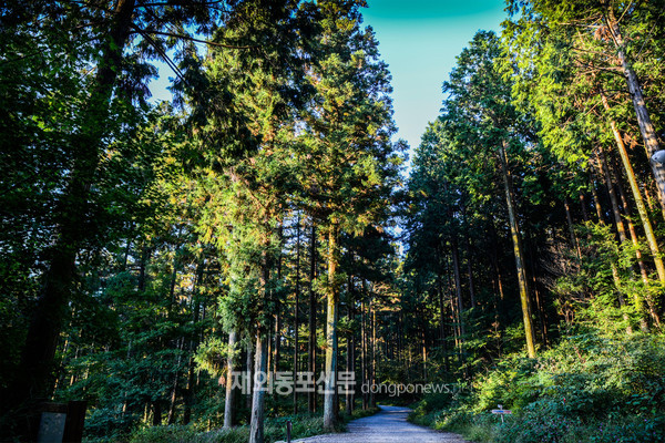 고창 문수산 편백나무 숲 (사진 산림청)