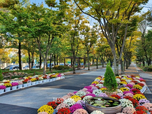 대전광역시 서구 둔산동 보라매공원길 (사진 산림청)